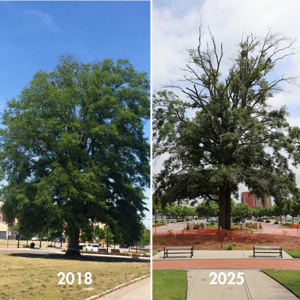 Freedom Tree Comparison