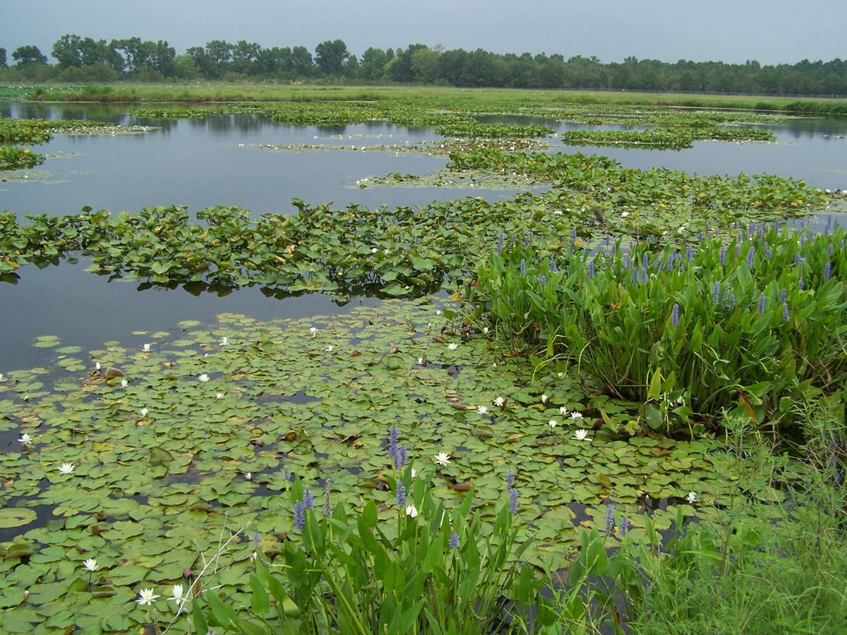 Pond with Lilly Pads