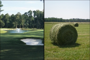 Golf Course Showing Reclaimed Water and Hay