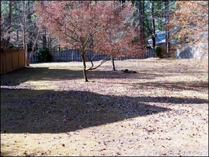 leaves Leaves on Ground, Pink Tree